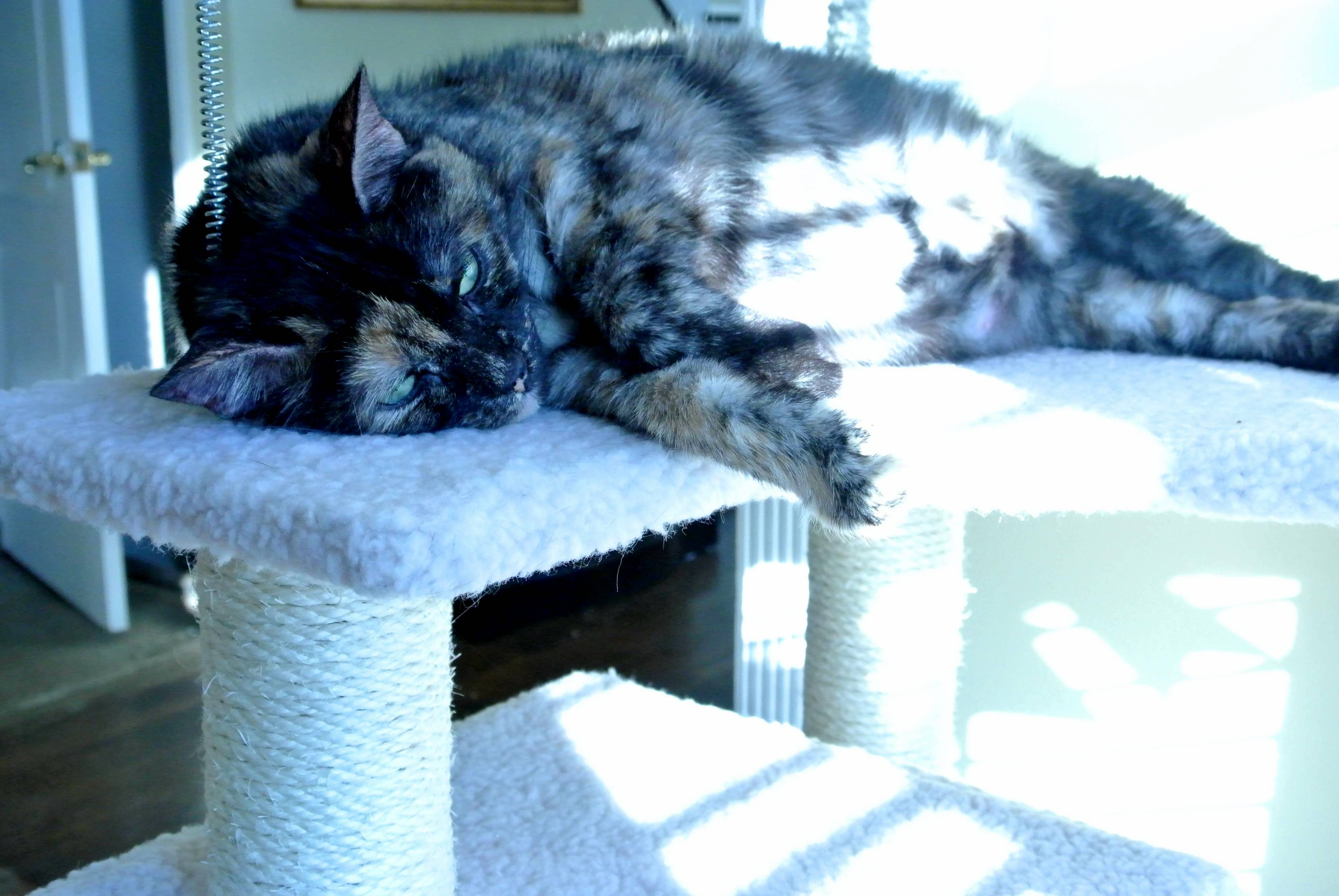 Buying the Cat Tree Was a Good Idea.