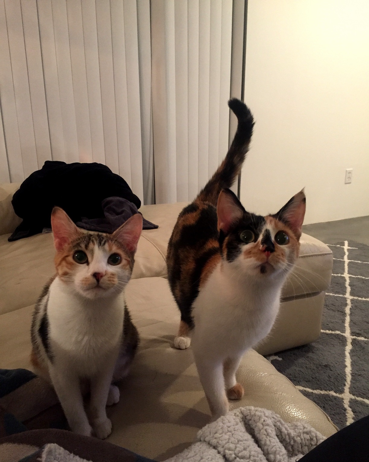 Can We Have a Treat Pretty Pleeeeeeeeeeeease