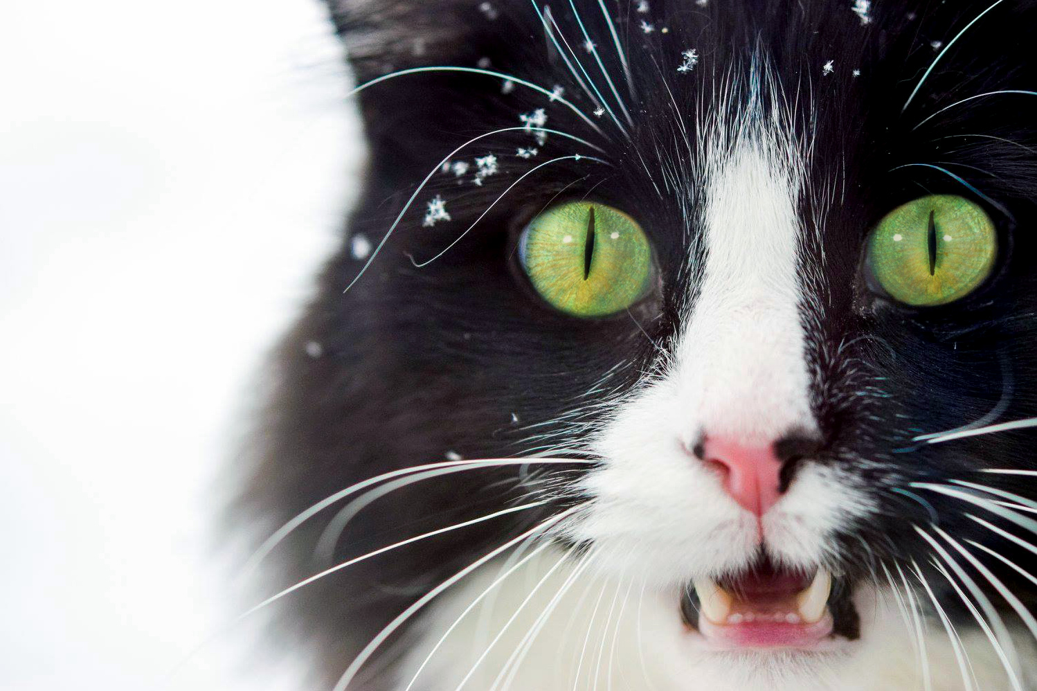 Caras Cat Loves the Snowfall