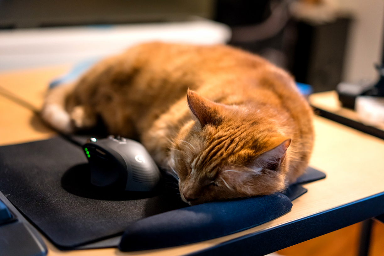 Cat and Mouse. Marlowe Helping Me Try Out My New Fancy Camera