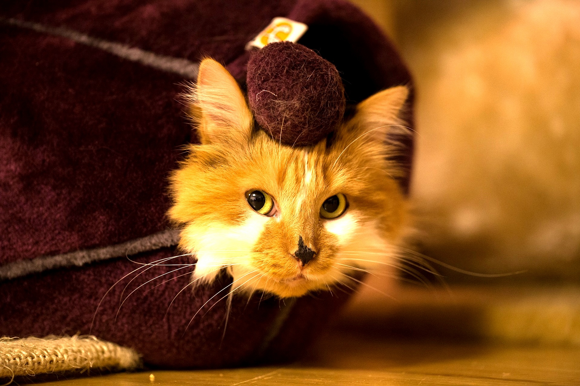 Cat Ball