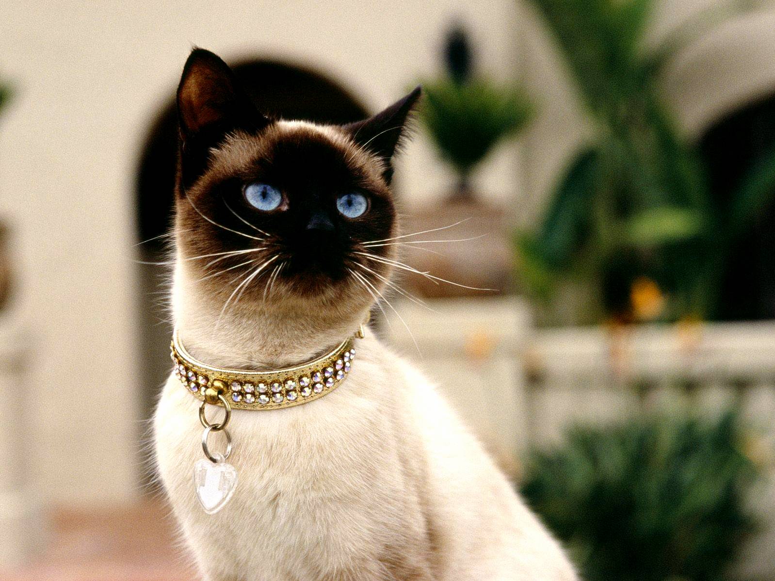 Cat Care