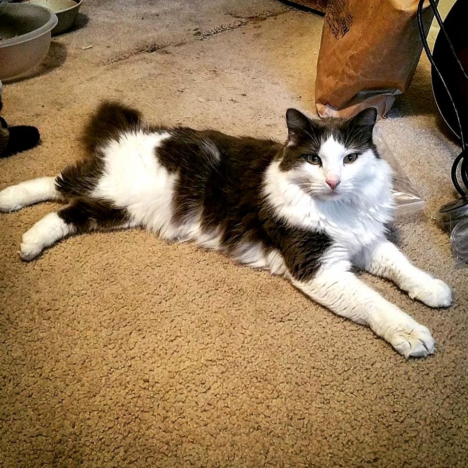 Cat Experts of What Type of Beautiful Magnificent Little Shit Is This Which I Pay Tribute to on a Daily Basis