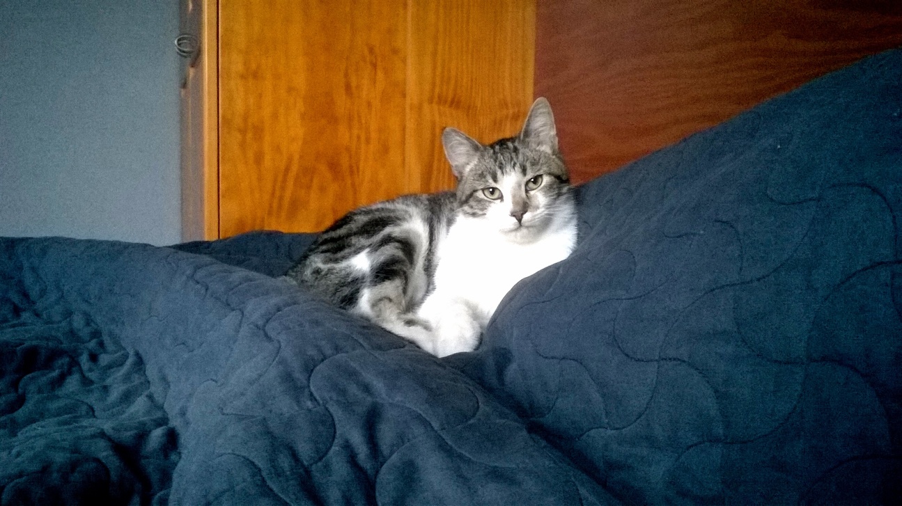 Cat in the Black Waves of Serenity of My Bed