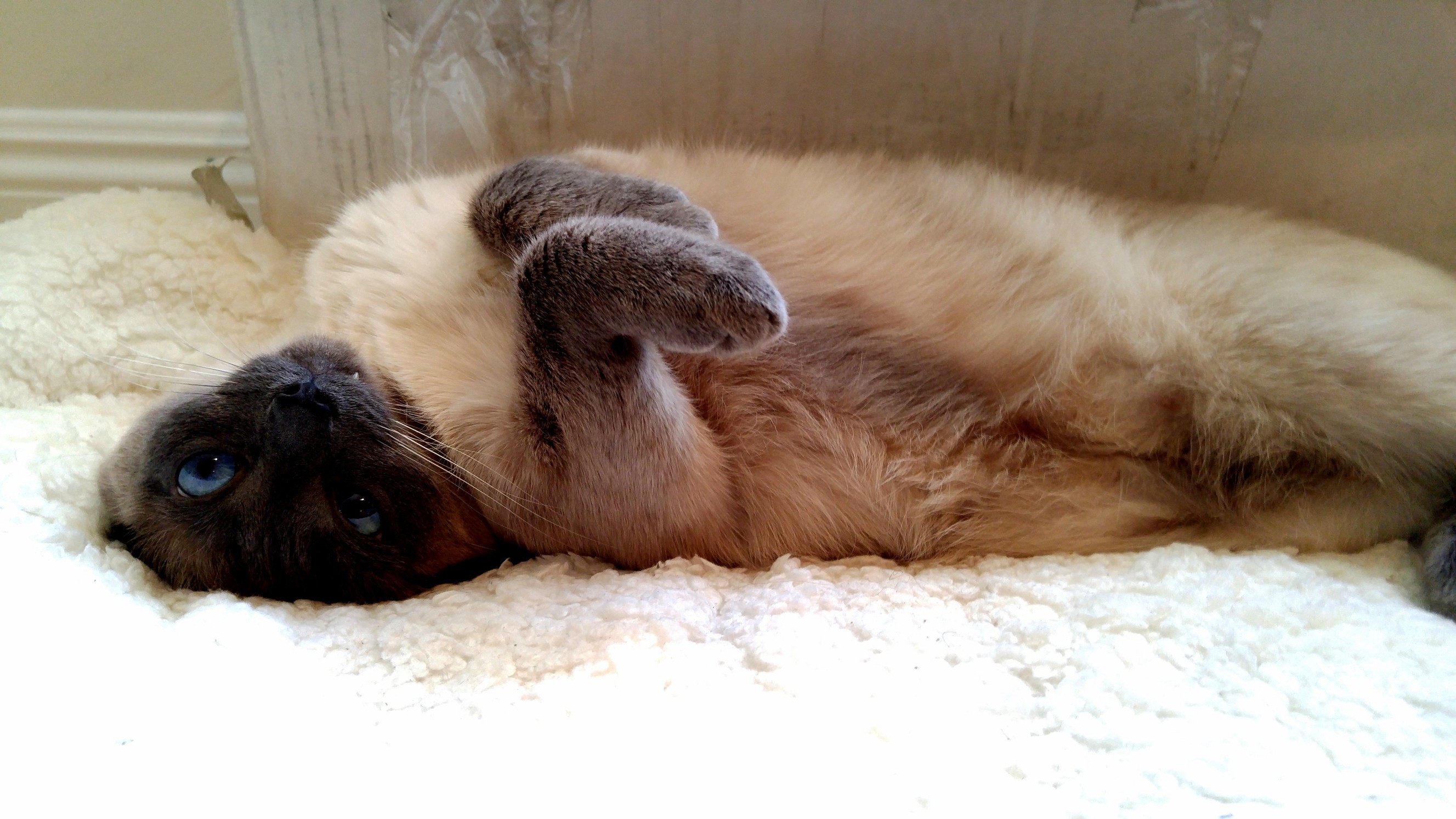 Cat.exe Has Stopped Working.