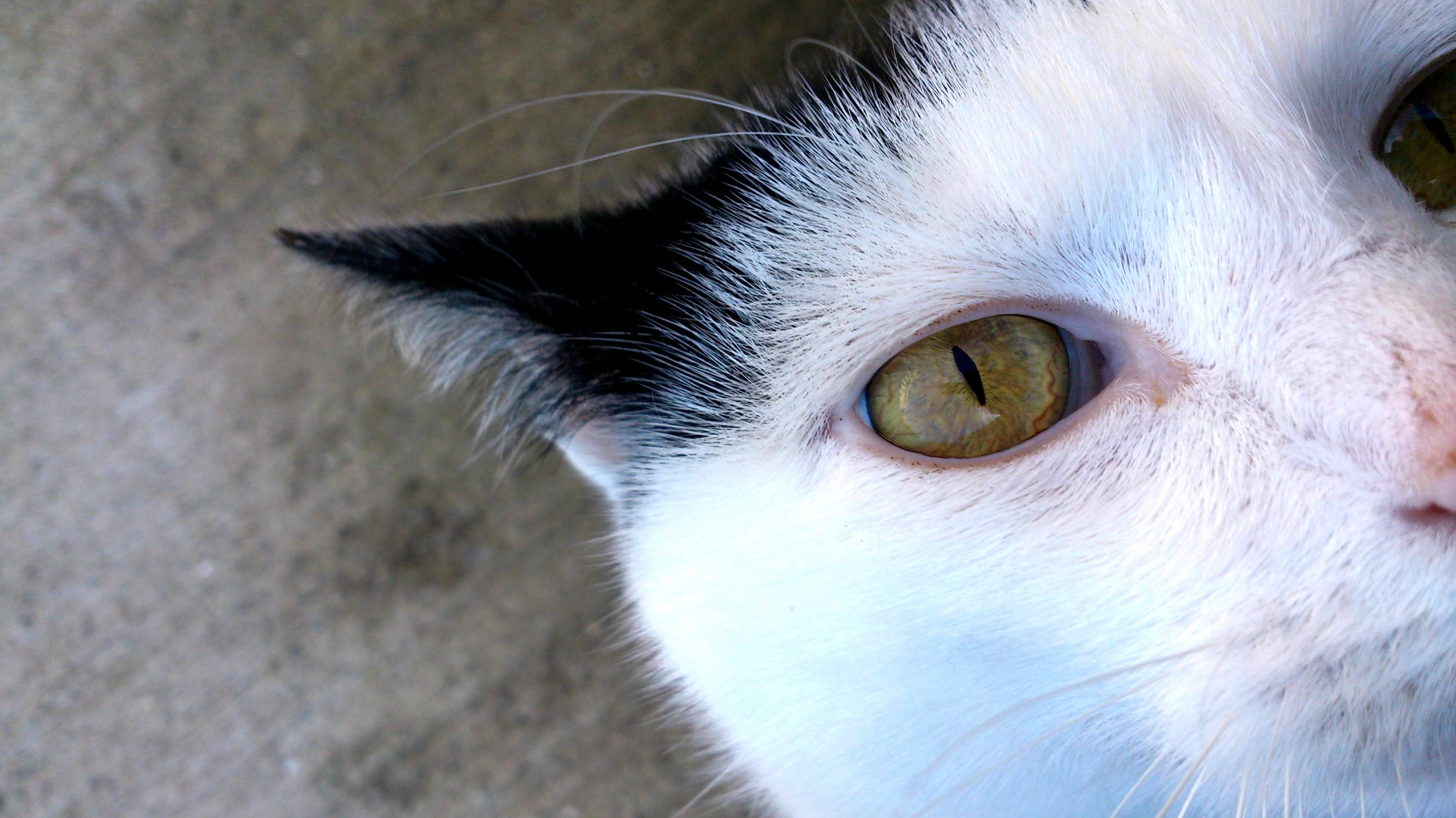 Cats Have Weird Eyes.