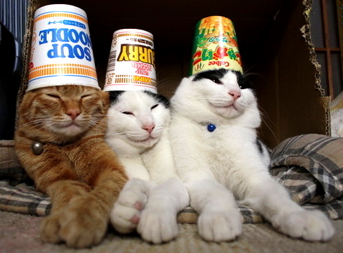 Cats with Hat