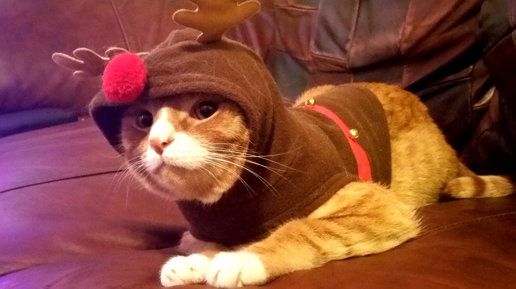 Catsby the Great and Sometimes Terrible Does Not Enjoy Outfits.