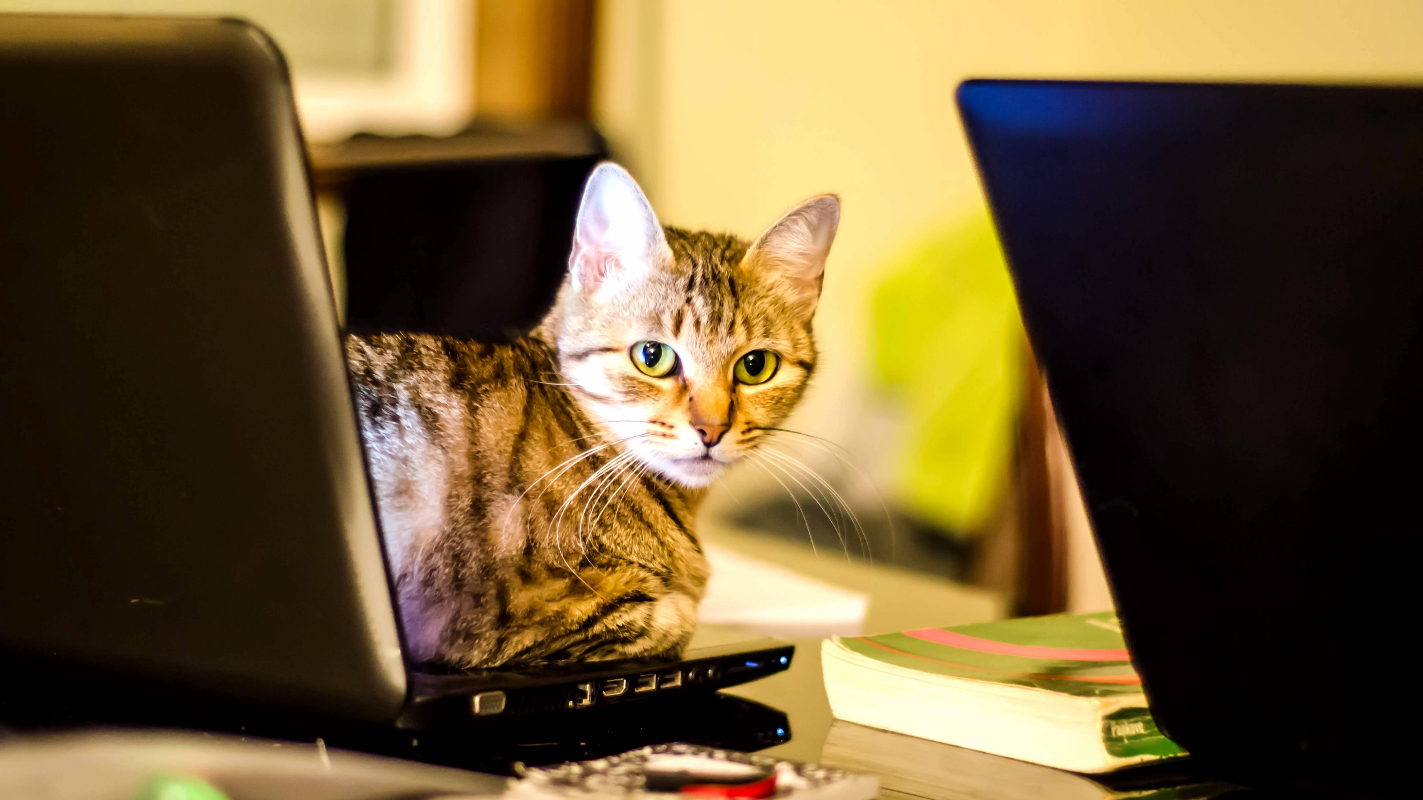 Cheetah Doin Some Late Night Work on My Laptop