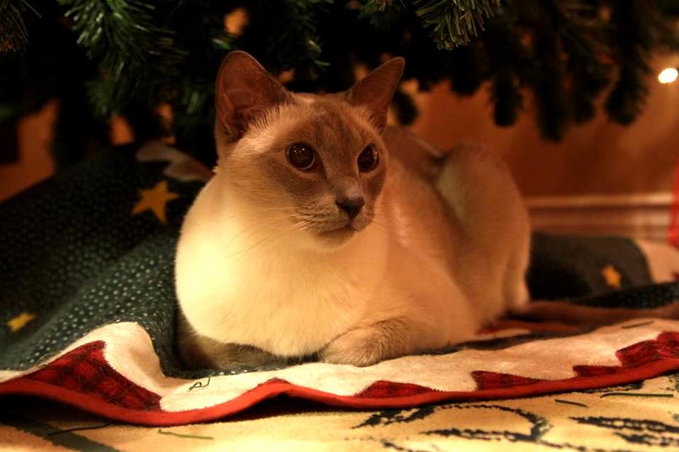 Christmas Tree Guardian Angel