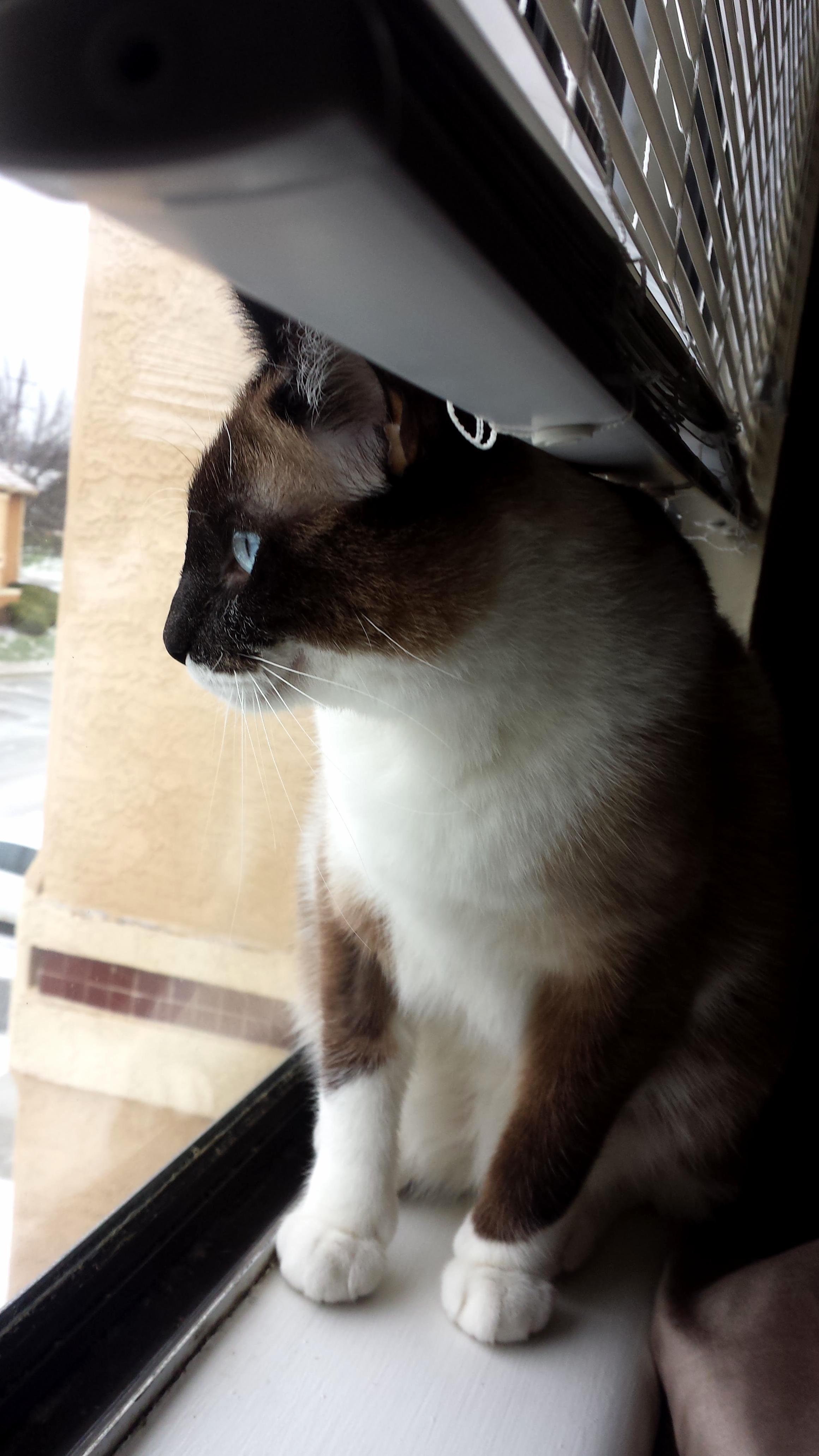 Contemplating Life