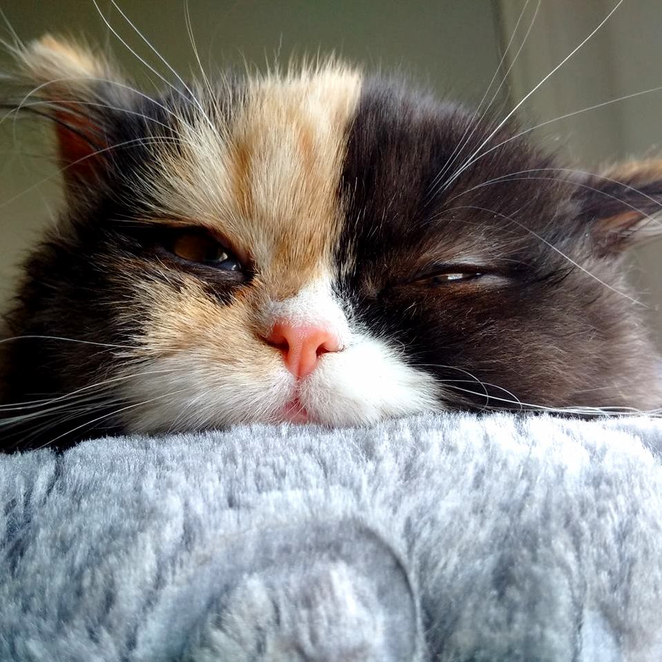 Curious Sleepy Kitten O