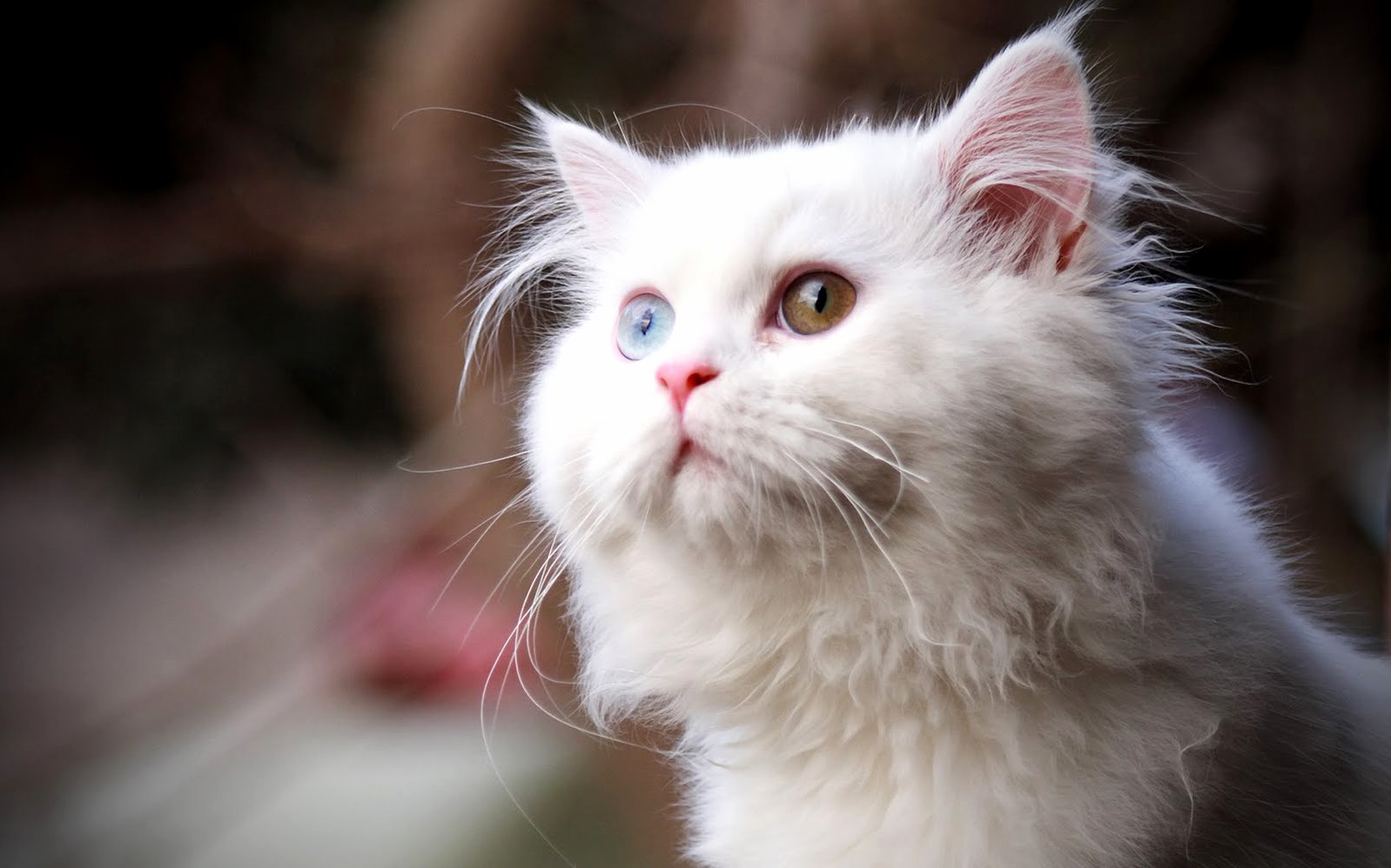 Cute Cat