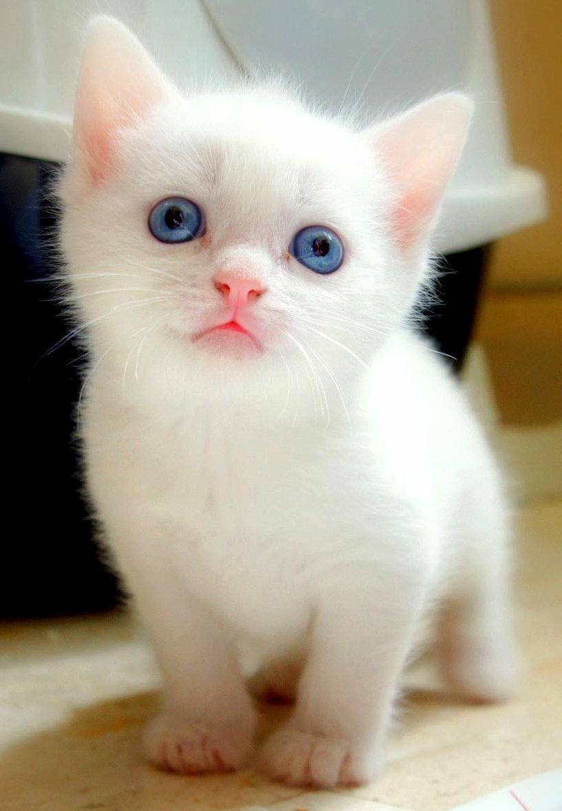 Do You Like Me