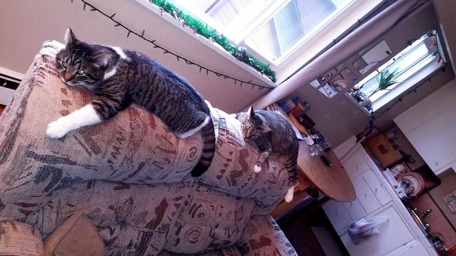 Double the Cats Double the Naps