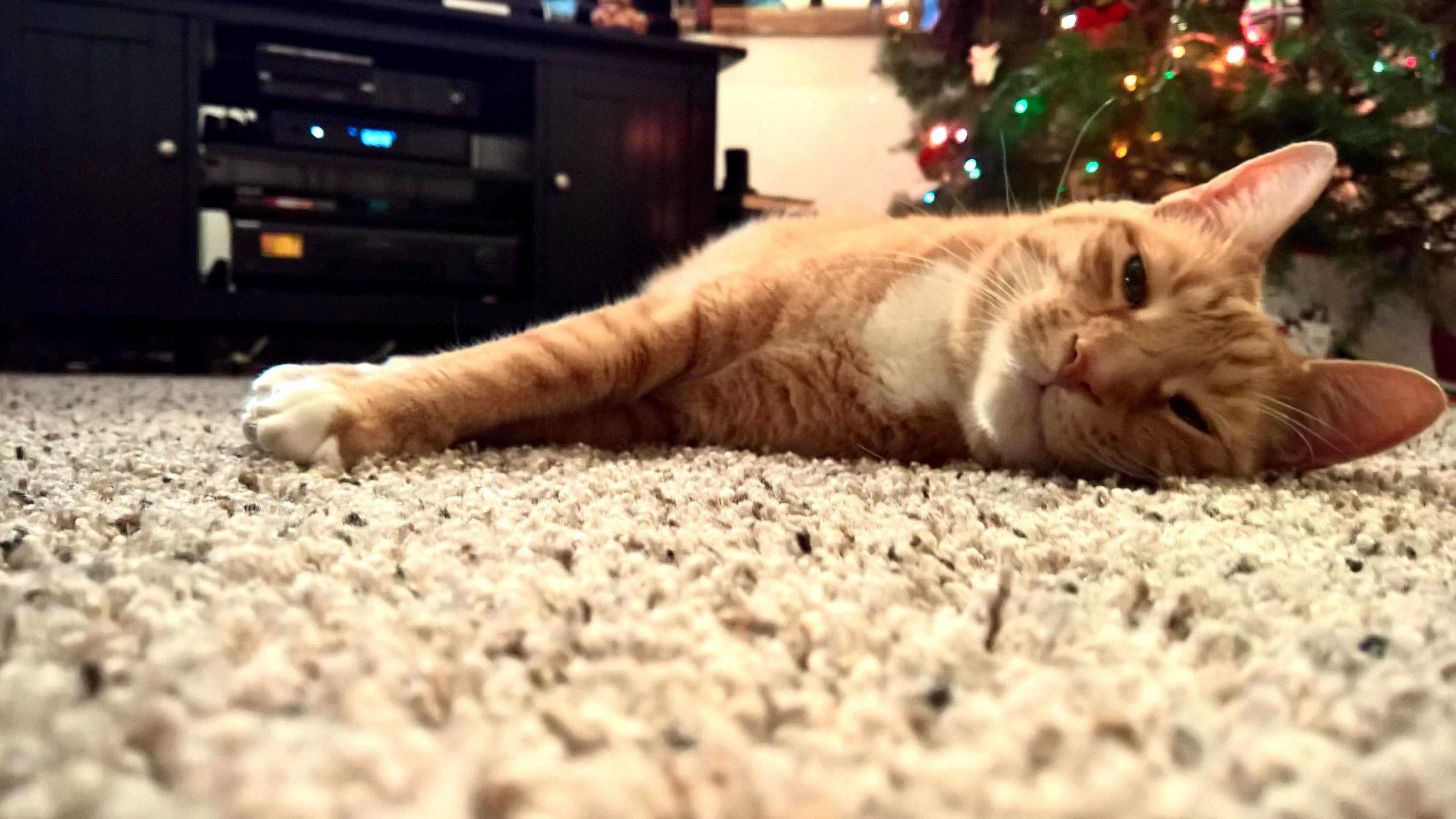Full from Christmas Dinner