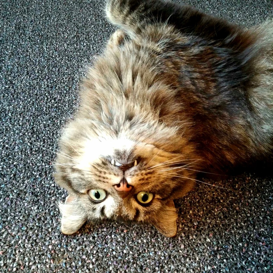 Gleaming the Cat