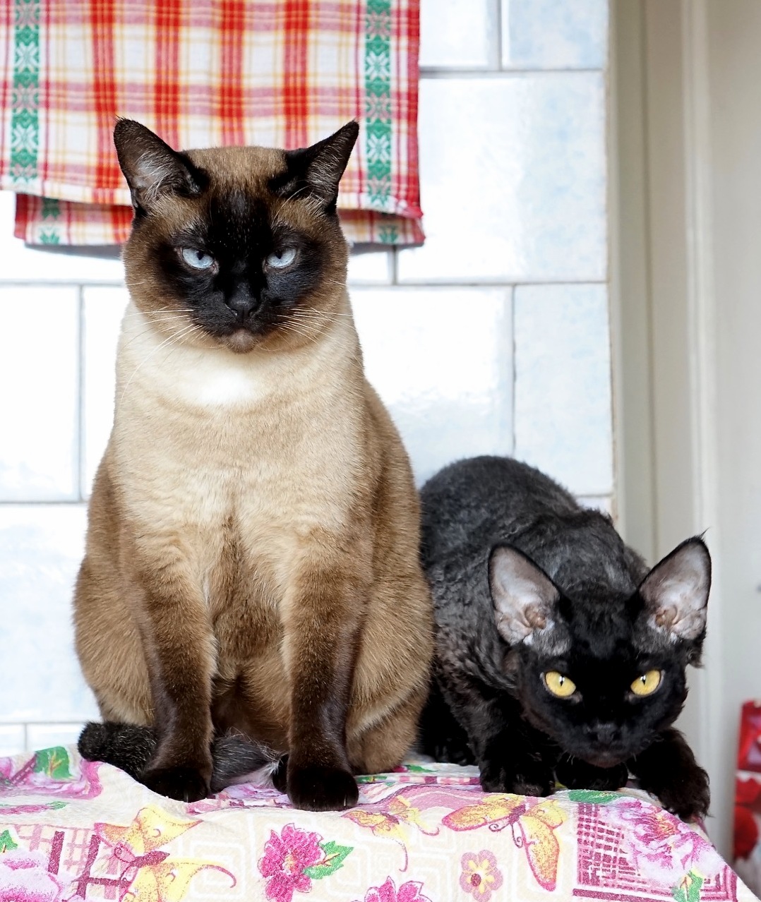 Gloomy and Tricky Cats - Amper and Volt