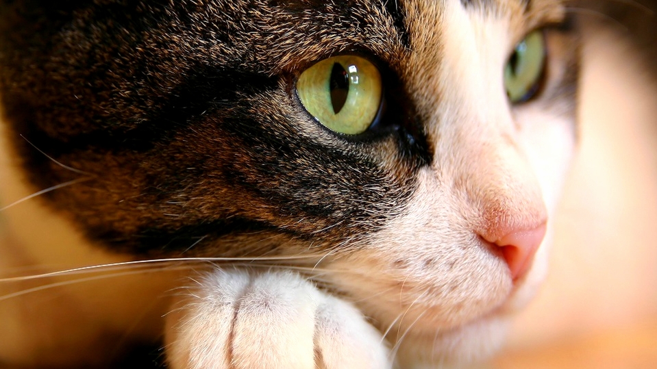 Havent Seen a Great Deal of Blonde Felines on Here So This Is My Reverberation