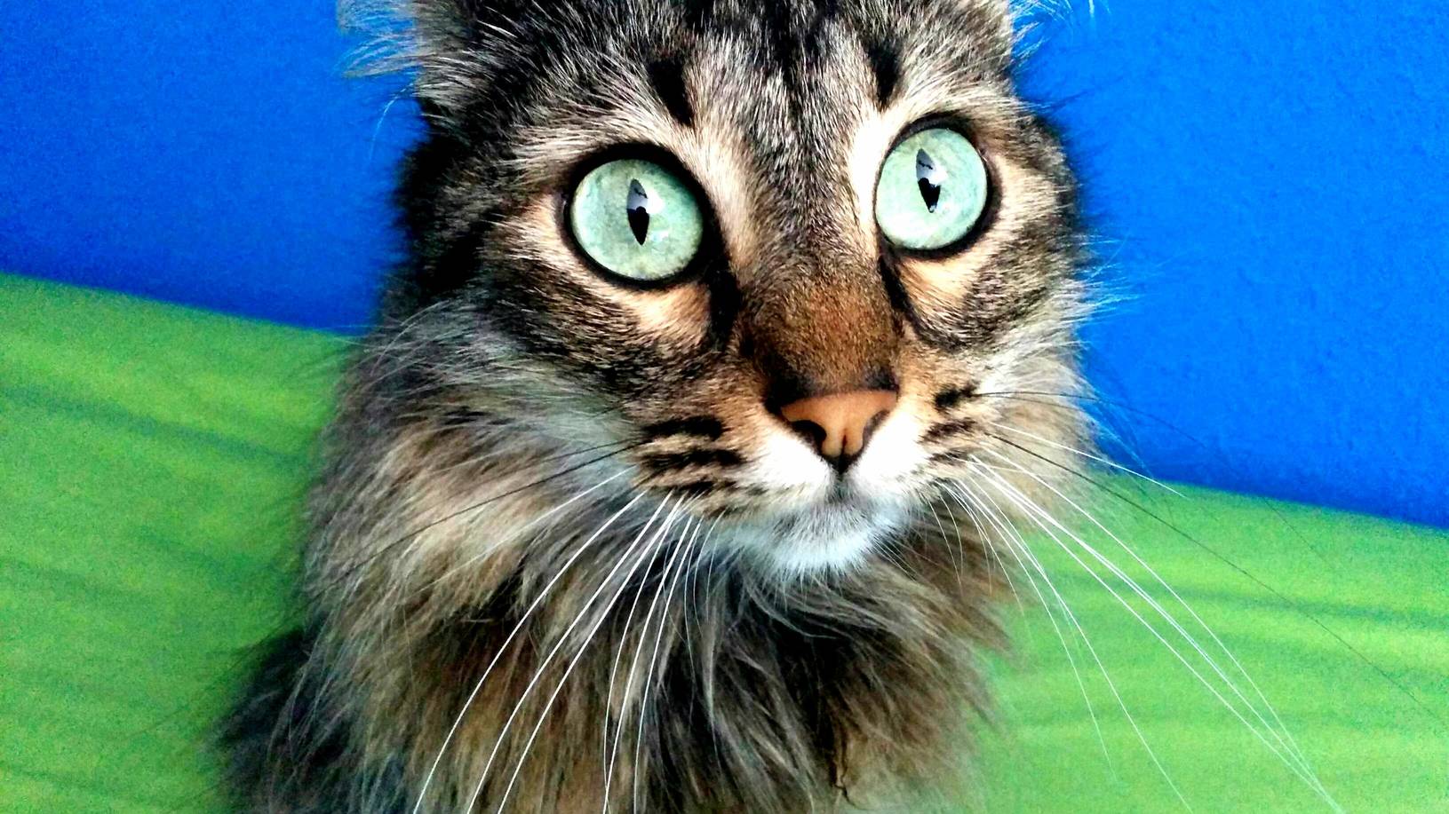 He Always Gives This Look When There Are Birds Flying By.