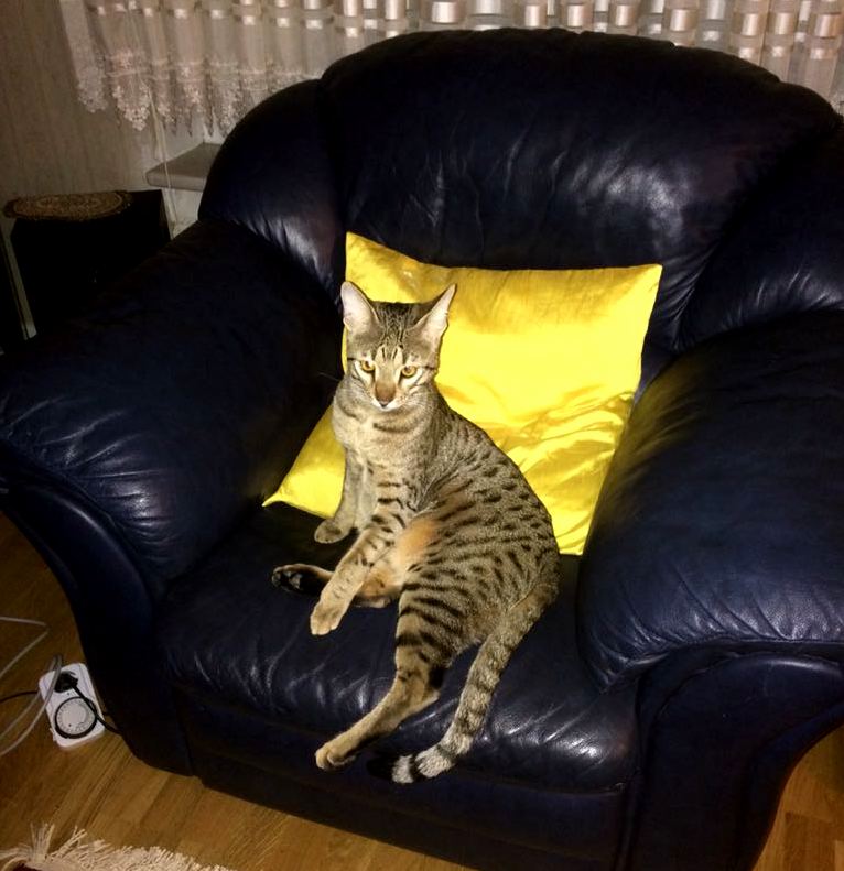 He Is Deffinately the Boss in Our Home.