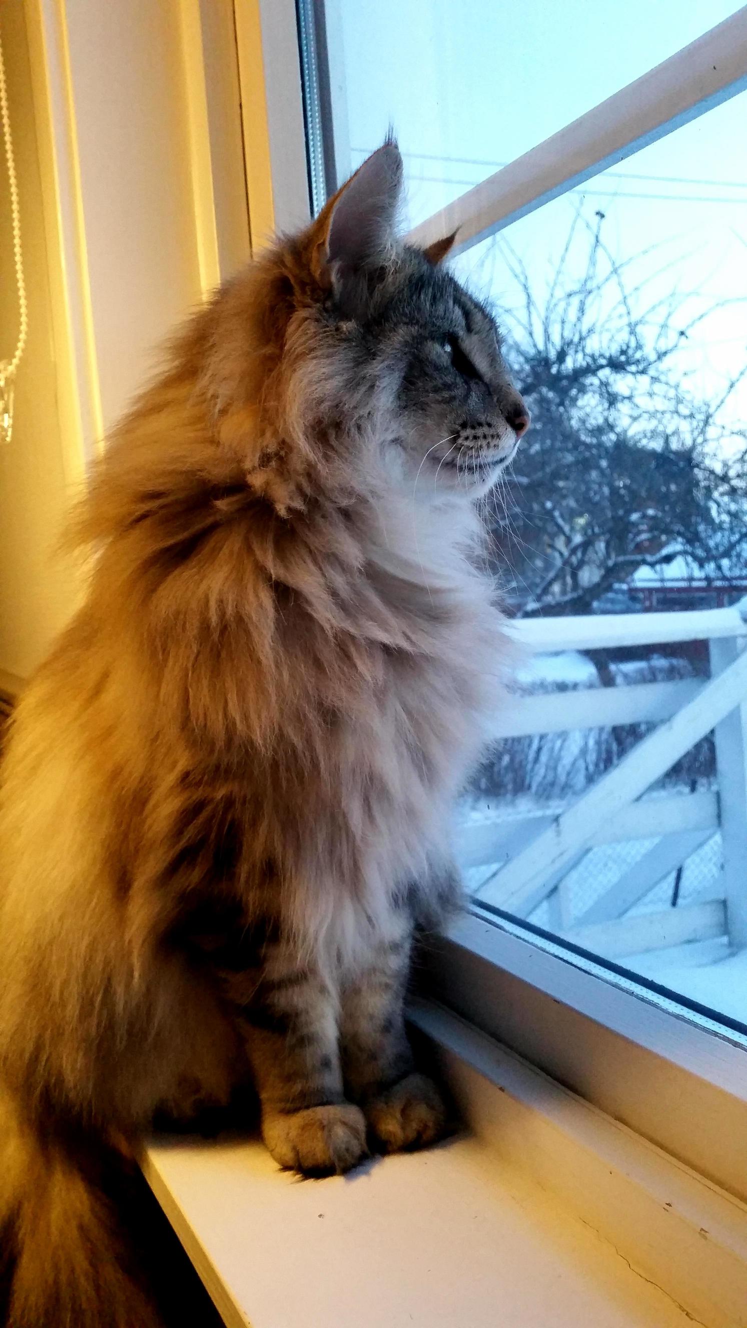 He Likes to Sit in My Window During the Winter.