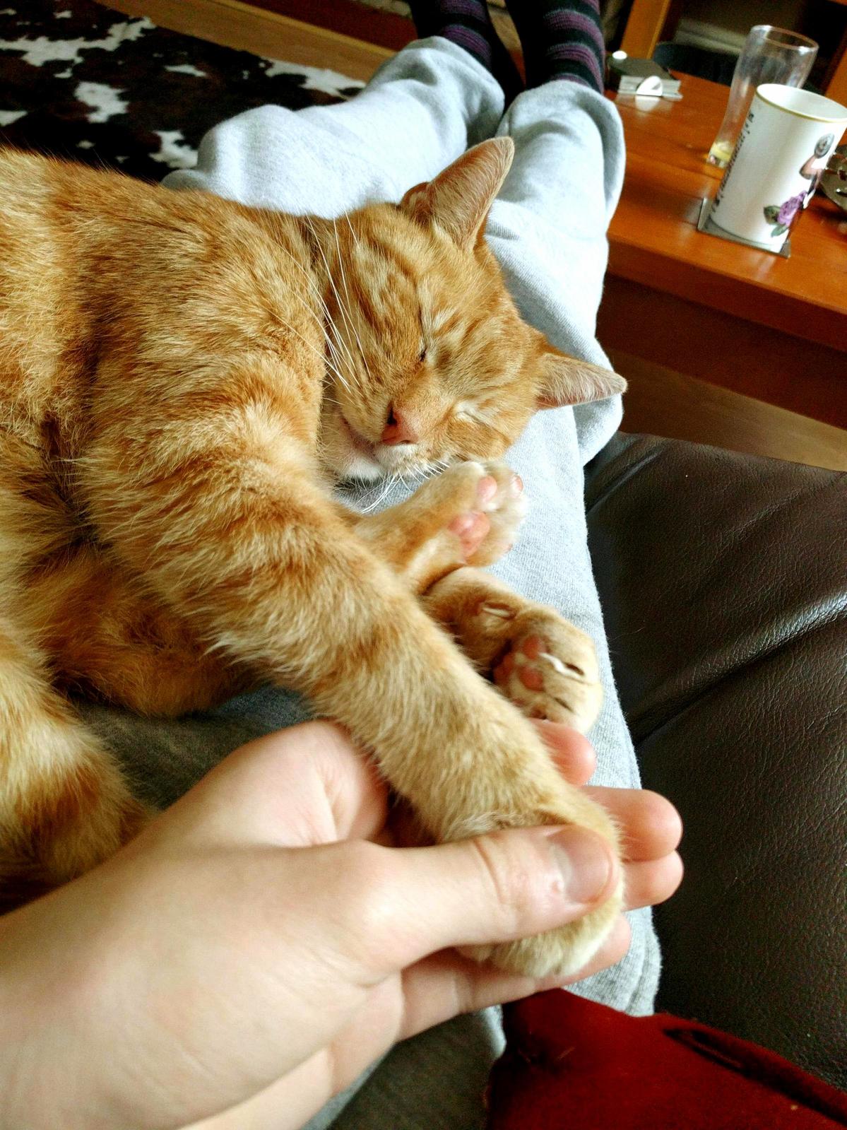 He Loves It When I Hold His Paw As He Sleeps