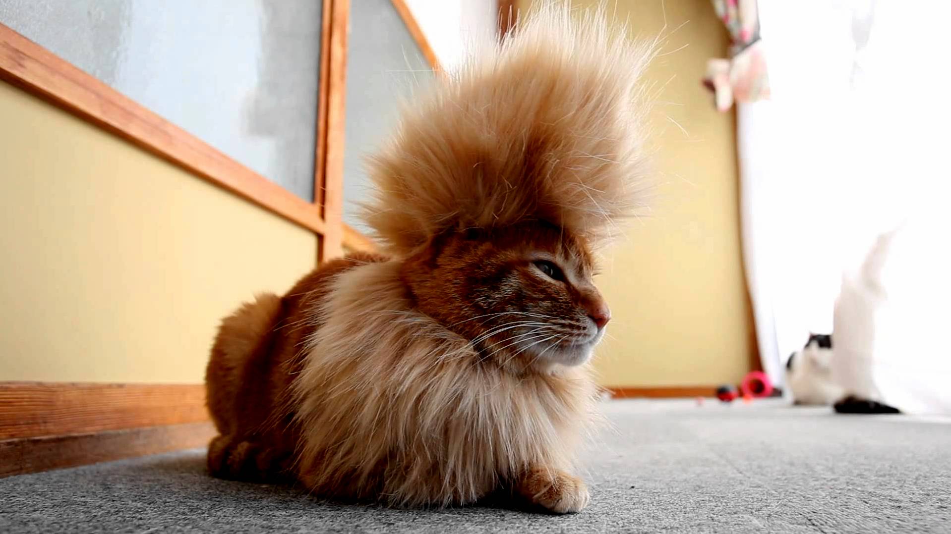 He Rocks a Mohawk Like No Other