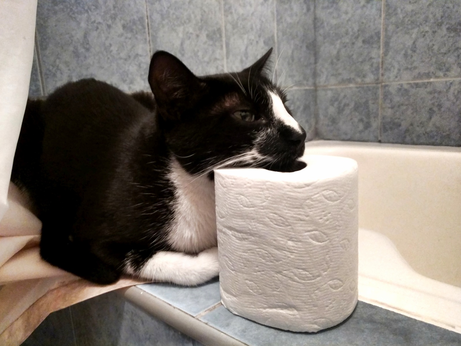 He Was Sleepy So He Decided to Rest His Head on Something.
