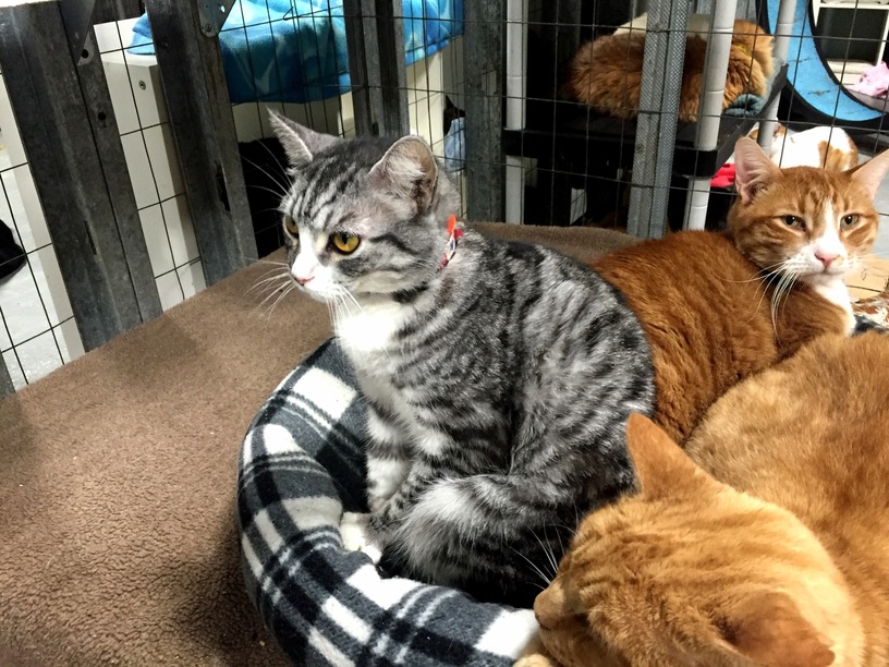 Her Heart Has a Murmur but Also Full with an Incredible Amount of Love. Meet Genevive.