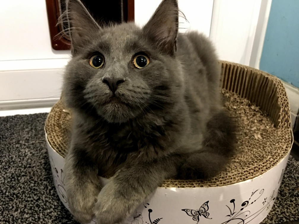 How Can You Say No to This