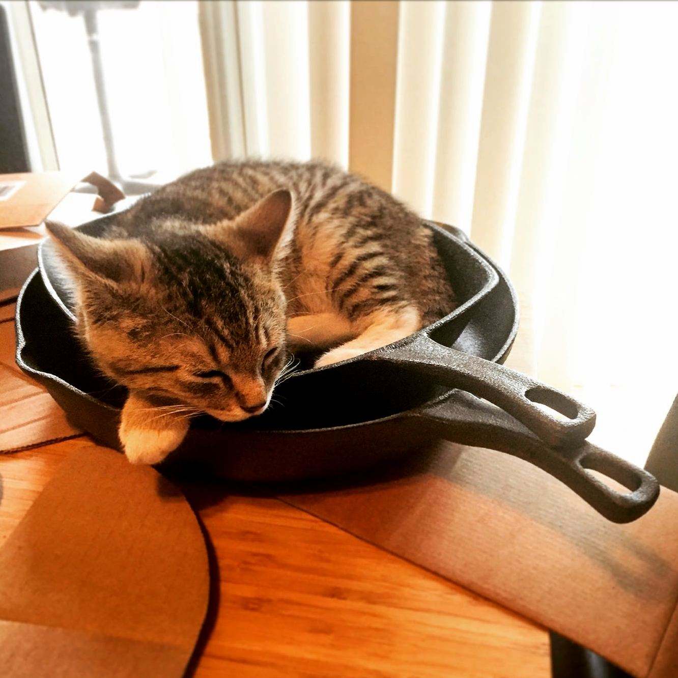 Hungry for Kitten