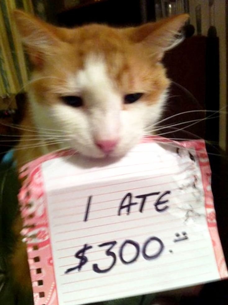 I Ate 300.00