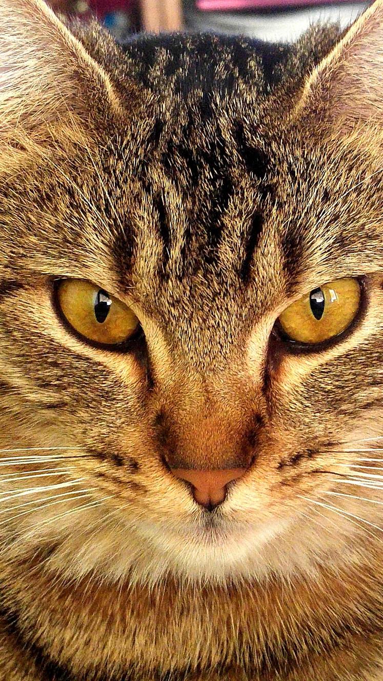 I Can See Her Evil Plans in Her Eyes.