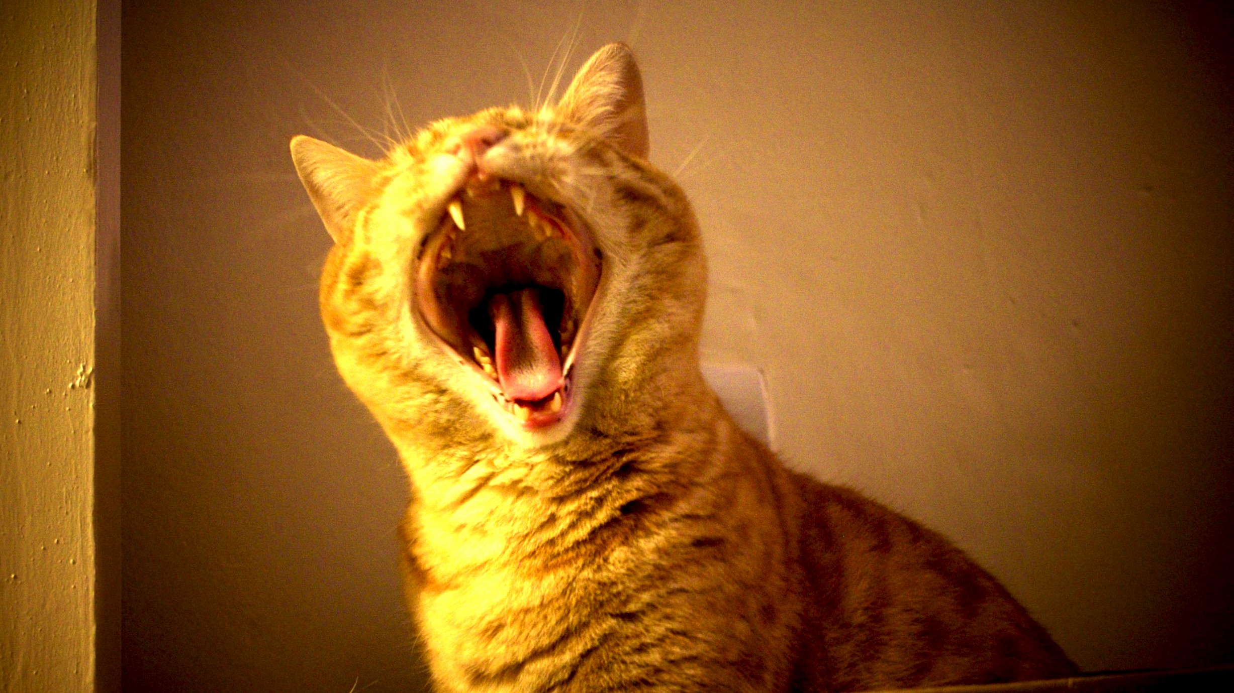 I Caught Him Mid-yawn
