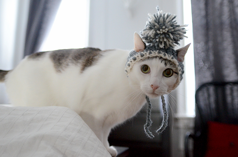 I Crocheted This Hat for My Cat Booker