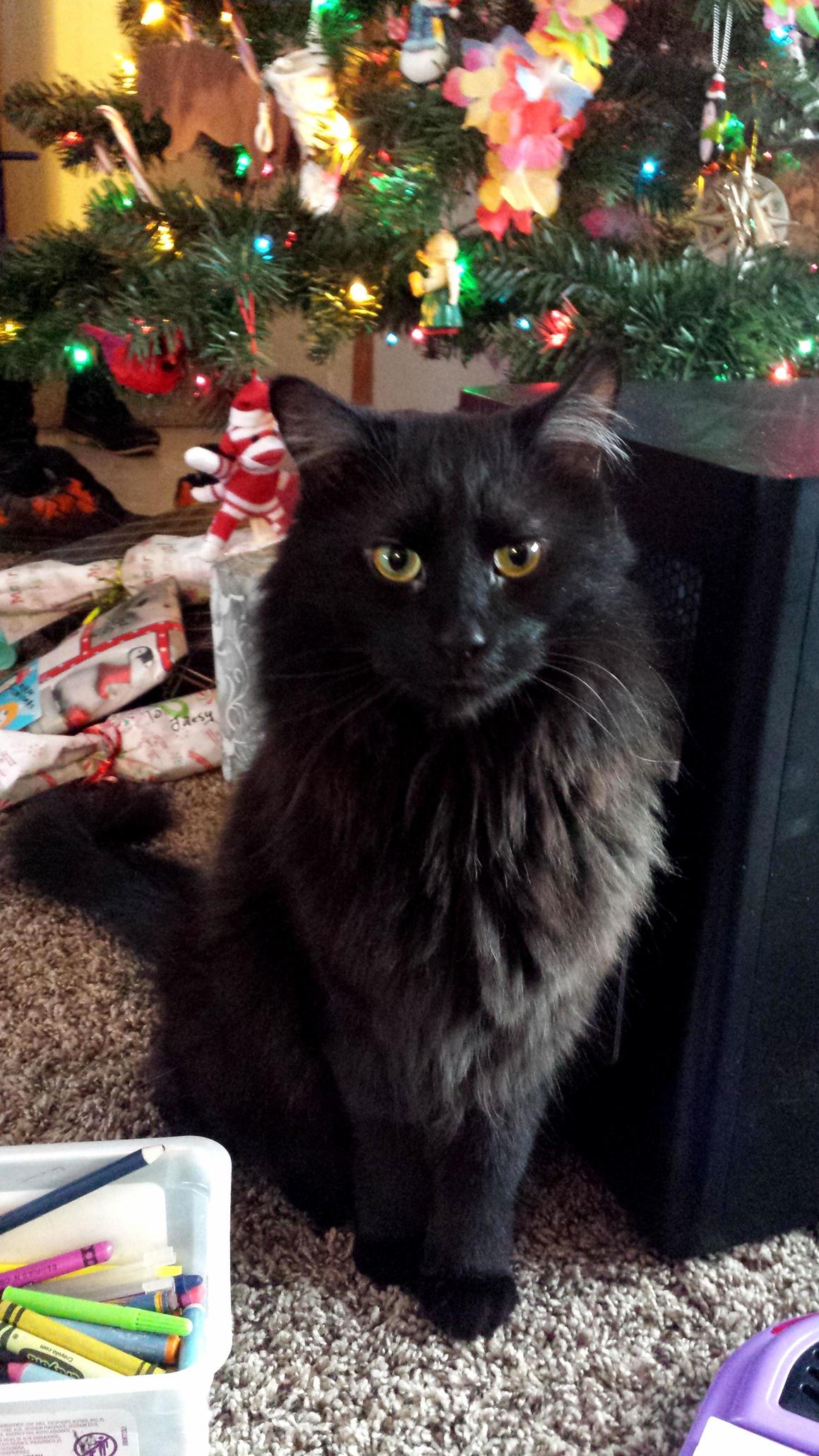 I Have Had Him for 3 Years and 2 Weeks Best Random Trip to the Shelter Ever This Is Jade