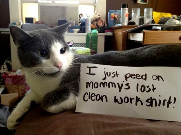 I Just Peed on Mommys Last Clean Work Shirt