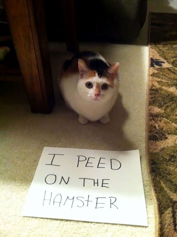 I Peed on the Hamster.