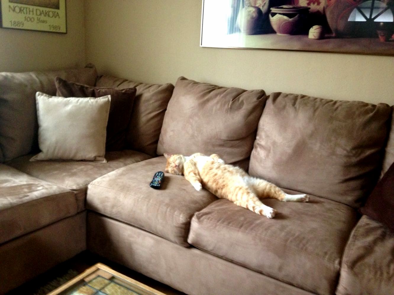 I Think My Cat Is Actually a Tiny Drunk Man in a Cat Suit