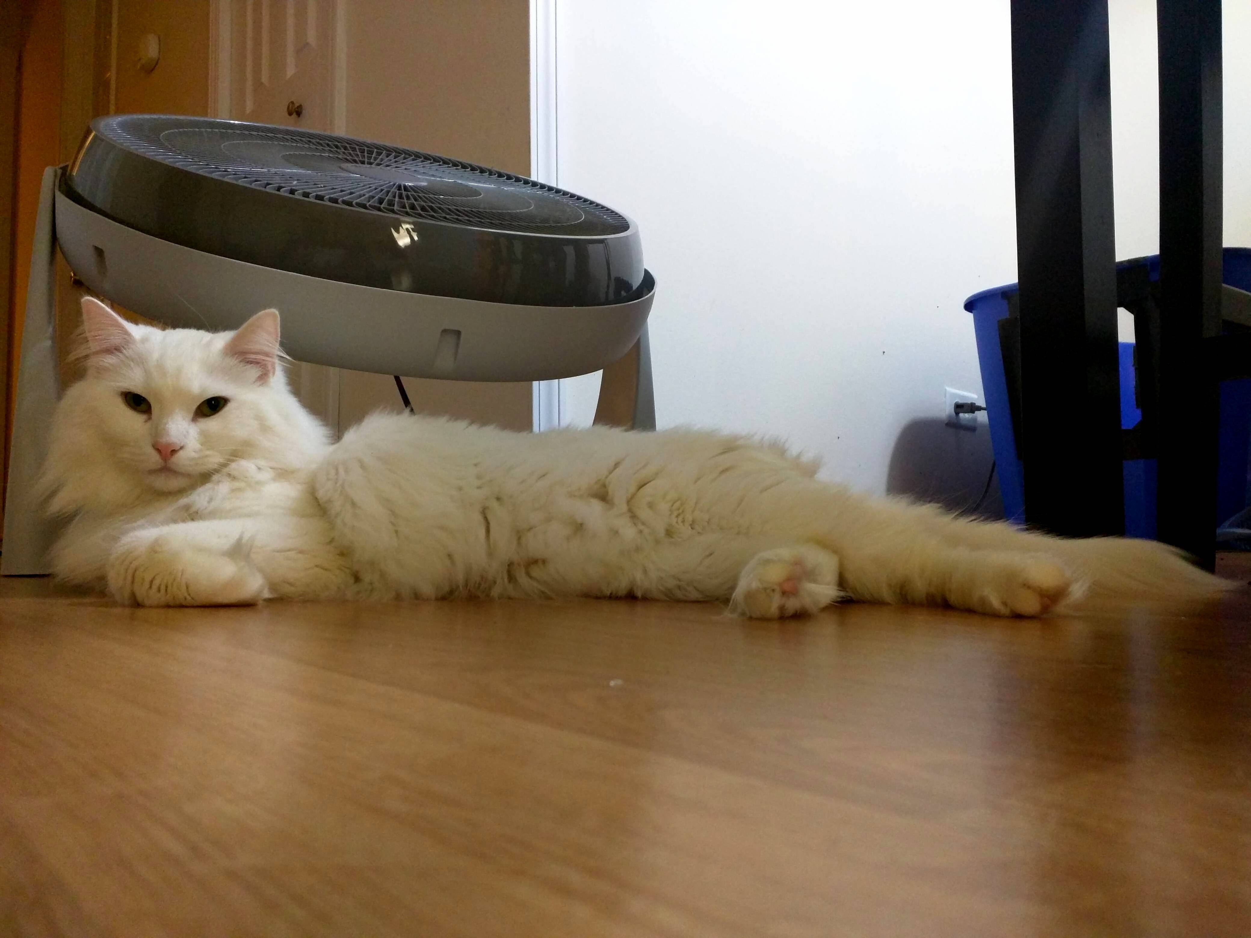 Im Floofy and I Know It. Xpost Rfloof