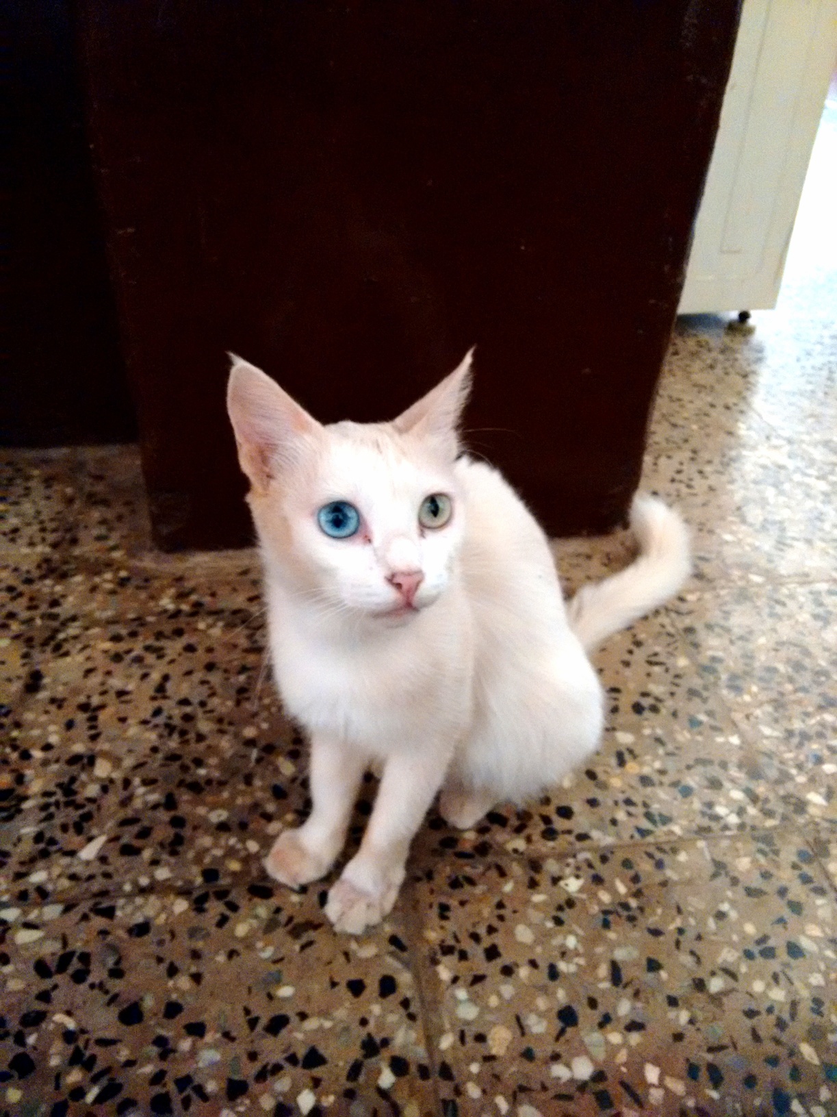 Incredible Eyes
