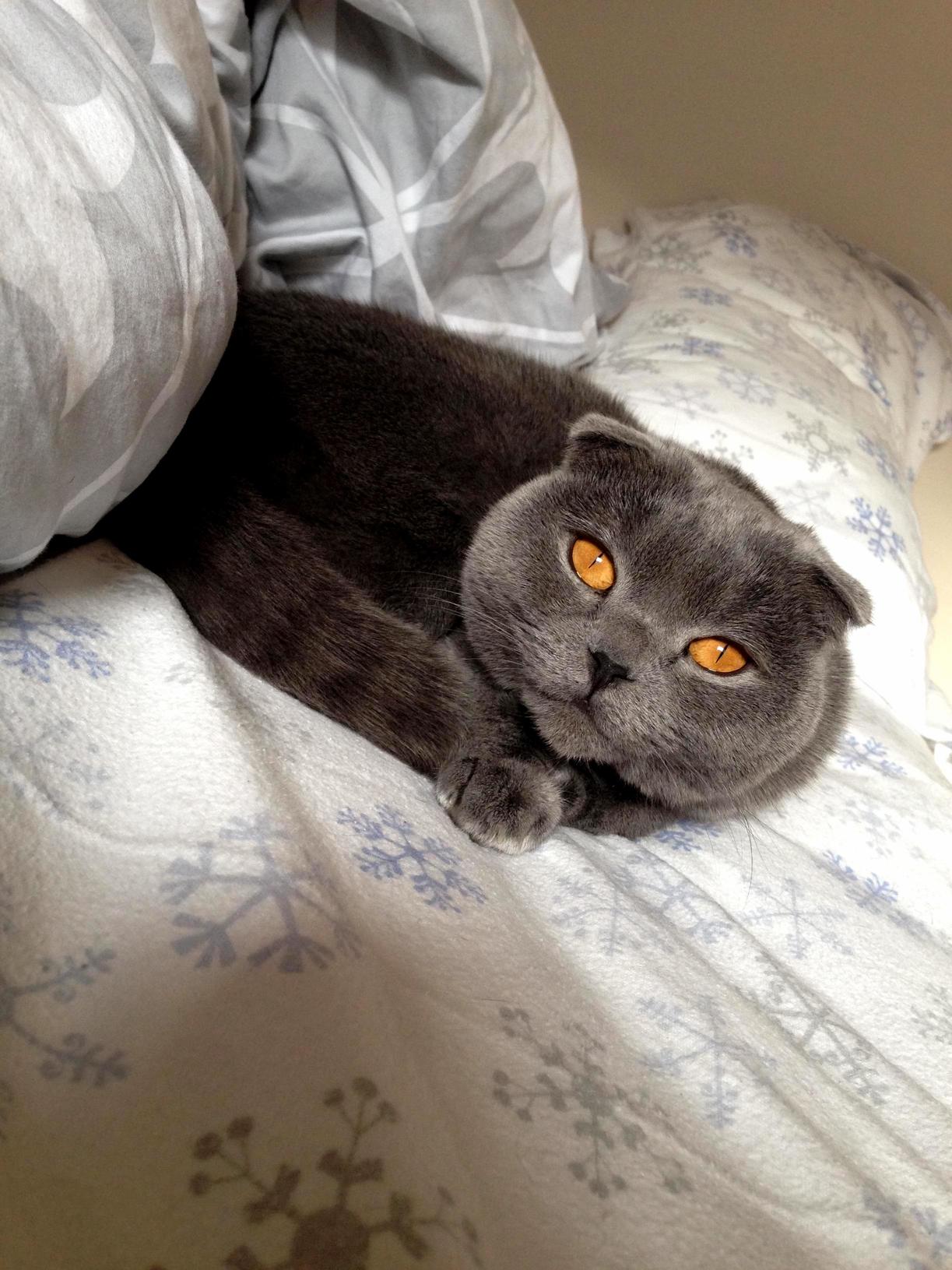 Just Another Lazy Caturday Spent with Sylvia