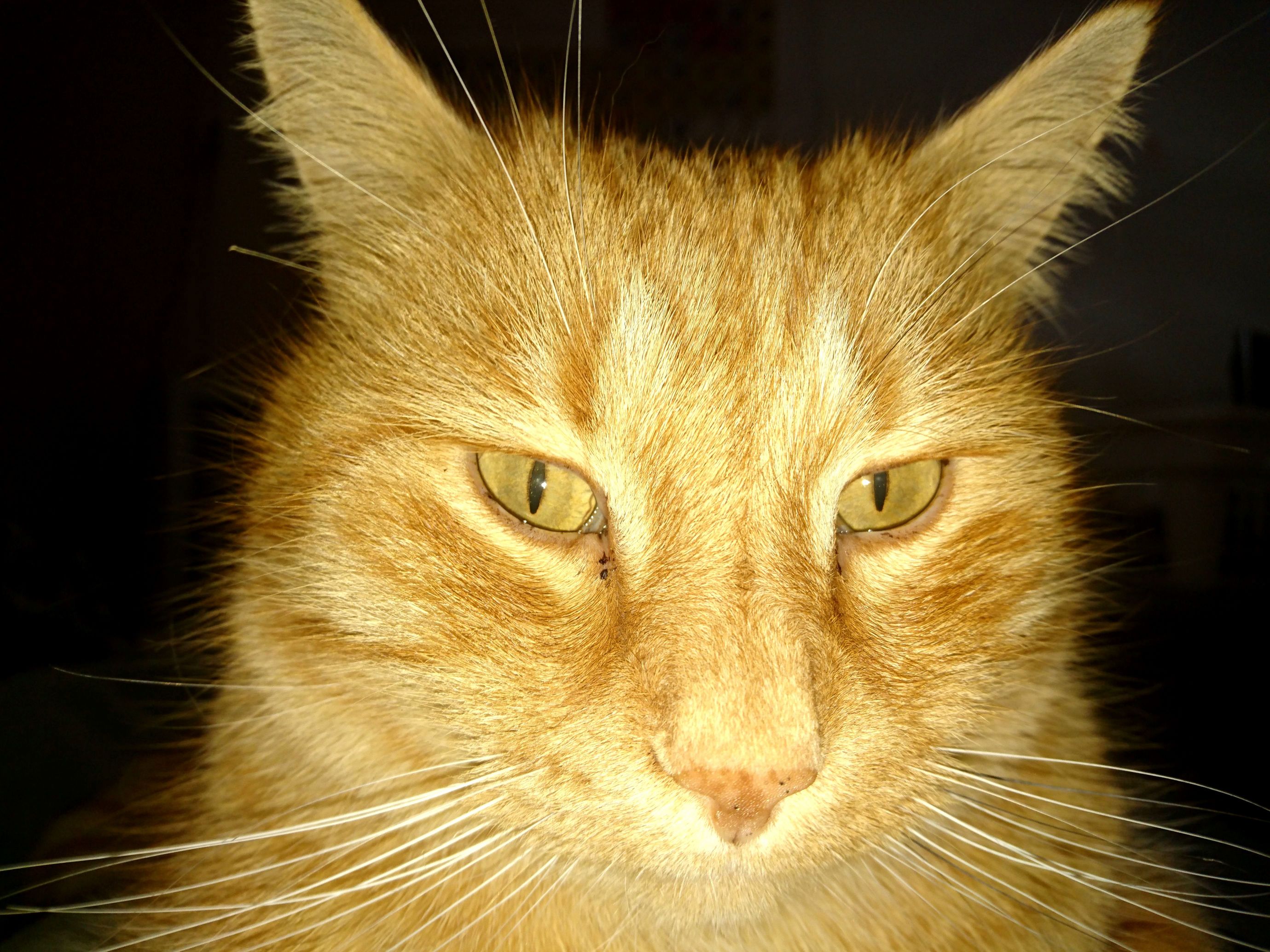 Just Got a New Camera with an Awesome Phone. Heres a Super-hd Picture of My Cats Face