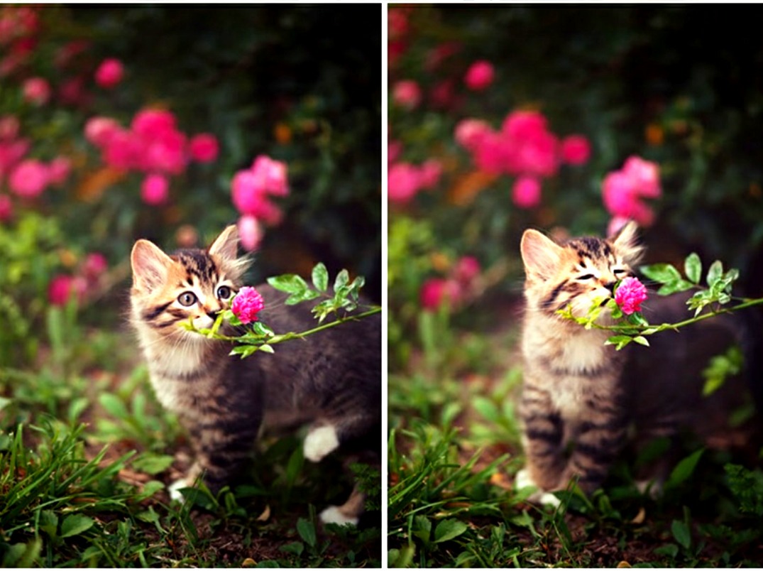 Kitten Smelling a Flower