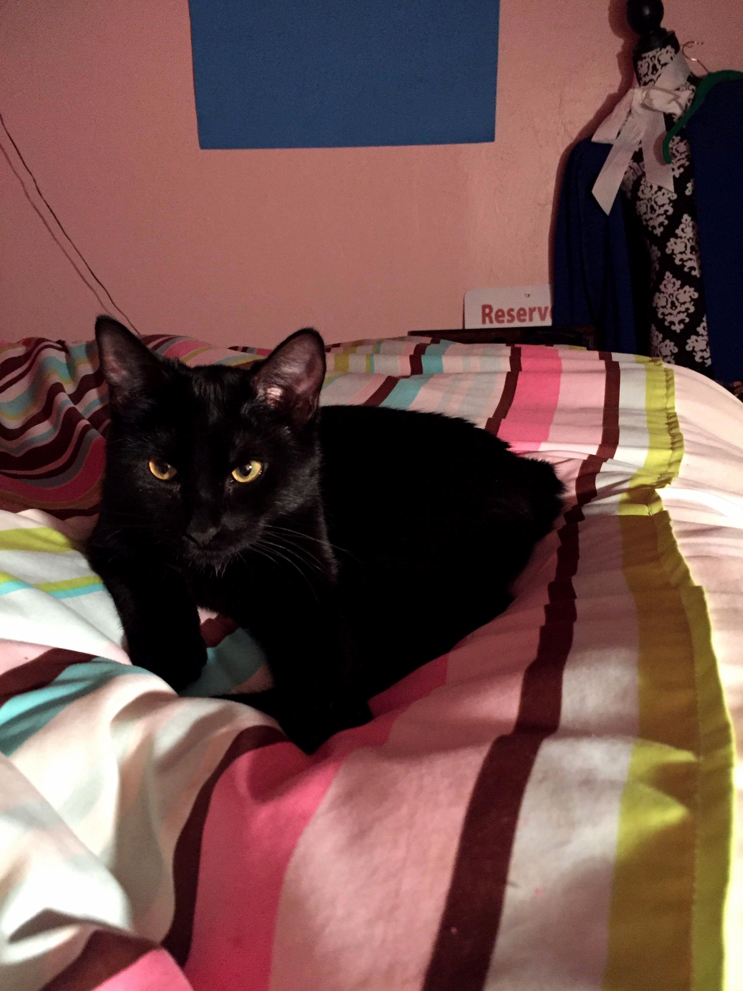 Kylo the Kitty Kat