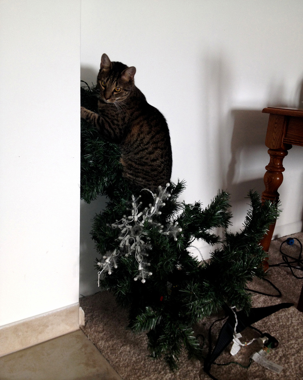 Leo Helping Take Down the Tree
