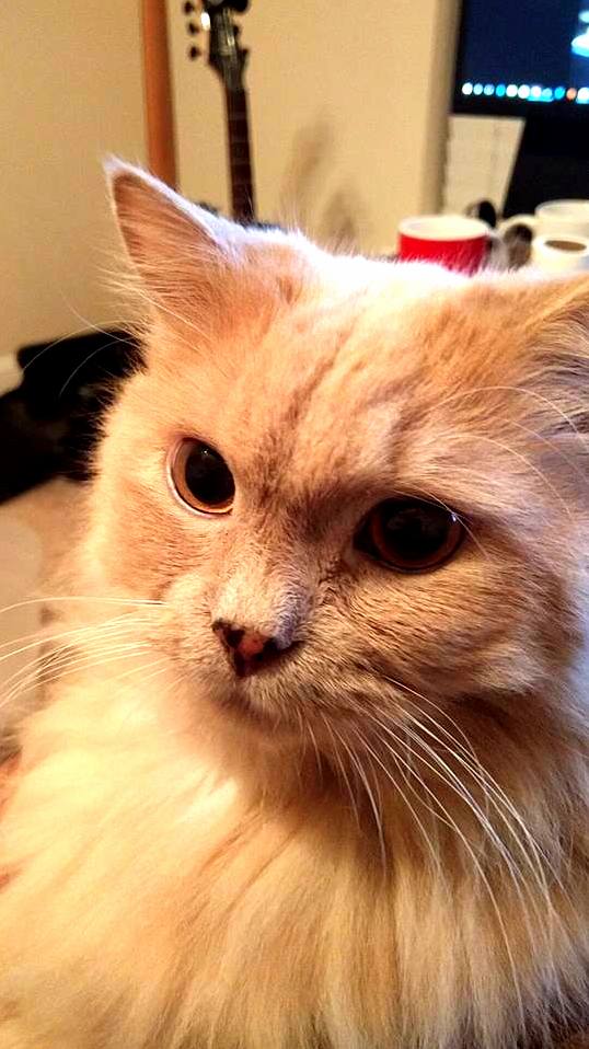 Look at Those Whiskers