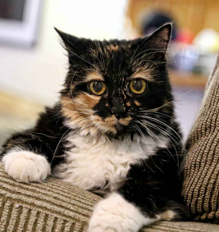 Look Deep Into My Eyes.... and Give Me More Food