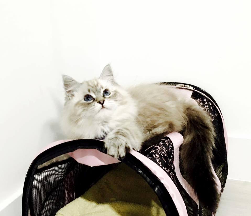 Luna Loungin